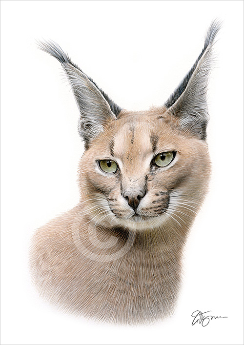 Pencil drawing of a Caracal in colour