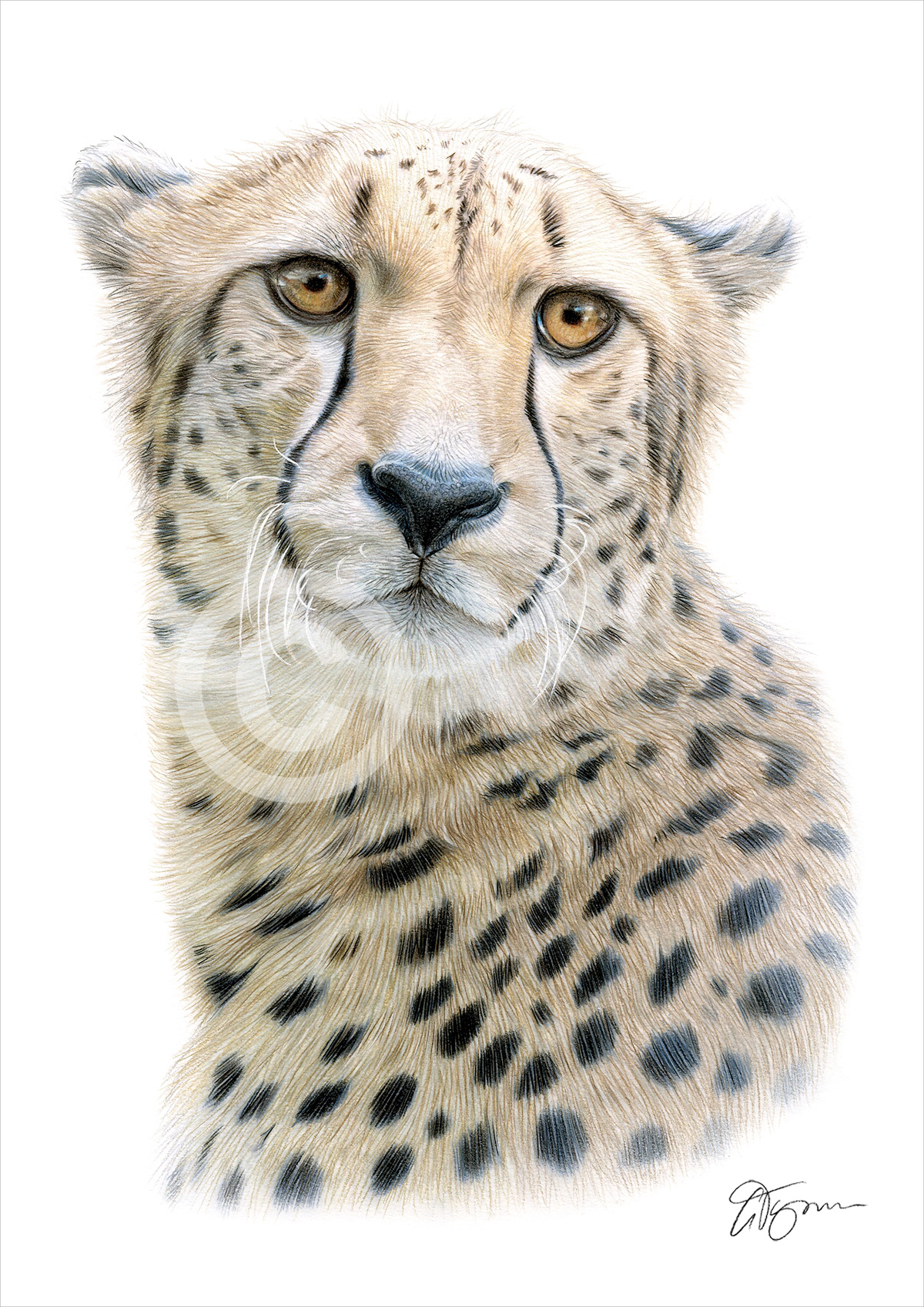 Pencil drawing of a cheetah by artist Gary Tymon