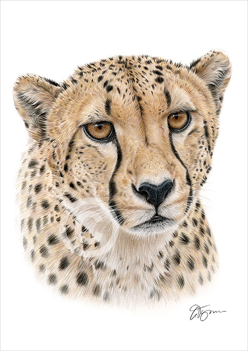 Colour pencil drawing of a Cheetah