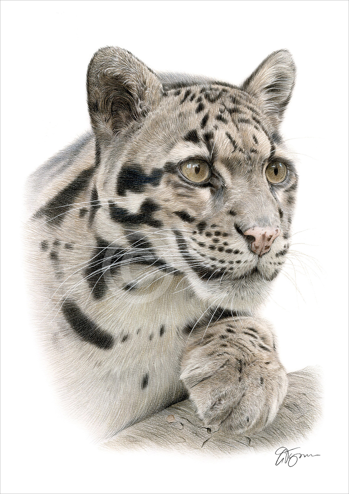 Pencil drawing of a clouded leopard by artist Gary Tymon