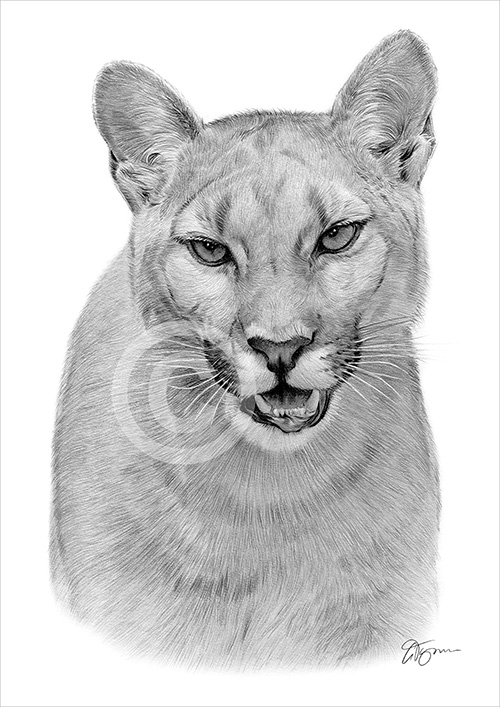 Pencil drawing of a Cougar
