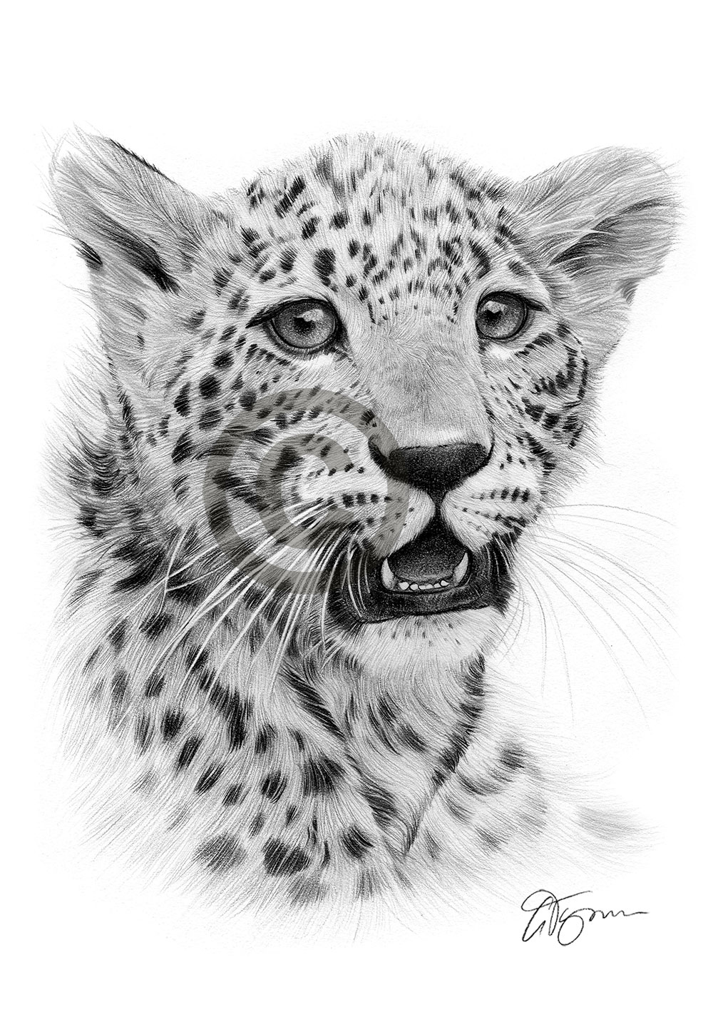 Pencil drawing of a leopard cub by artist Gary Tymon