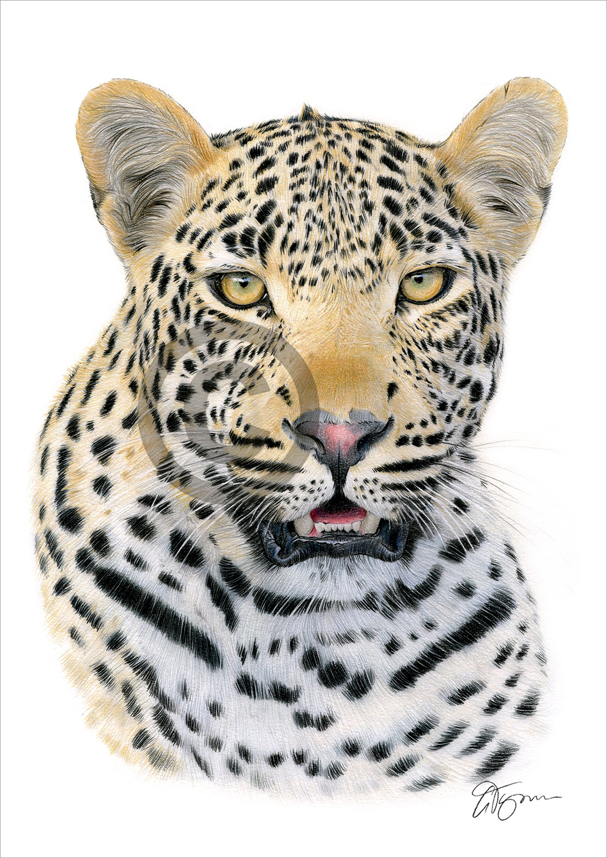 Pencil drawing of a leopard by artist Gary Tymon