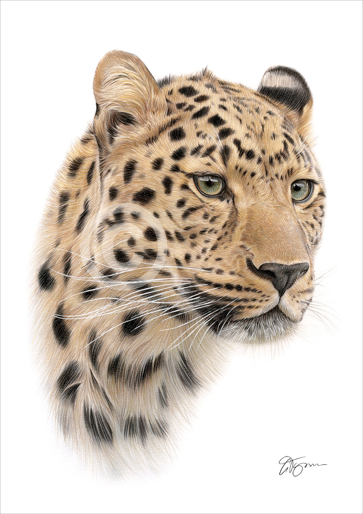 Pencil drawing of a leopard in portrait by artist Gary Tymon