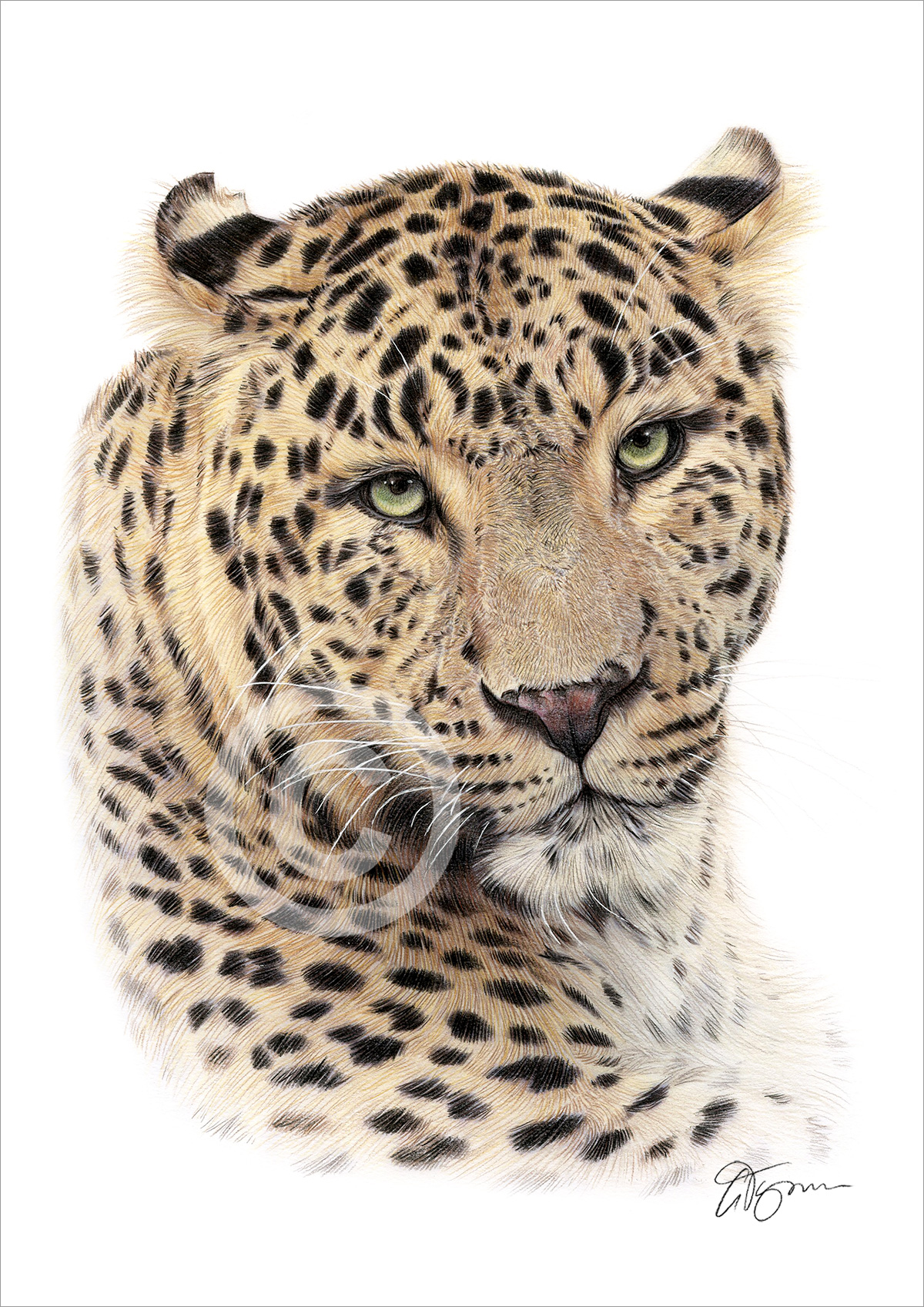 Pencil drawing of a leopard in colour by artist Gary Tymon