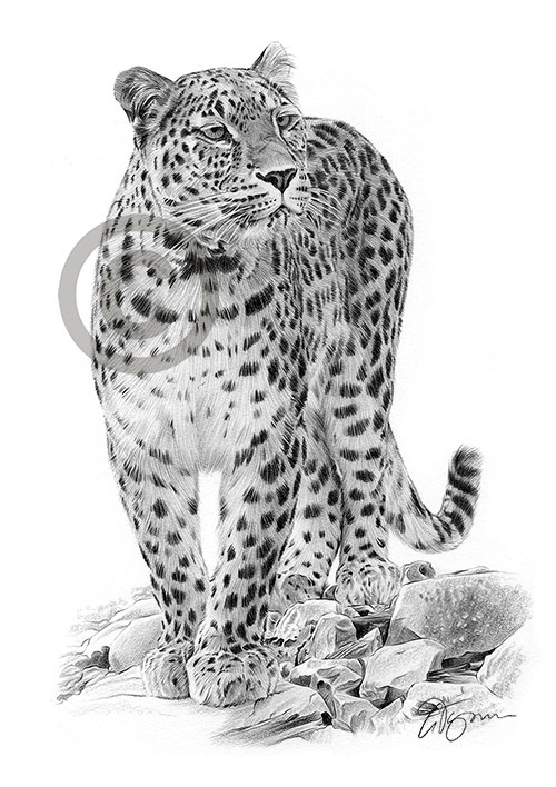 Pencil drawing of a Persian Leopard