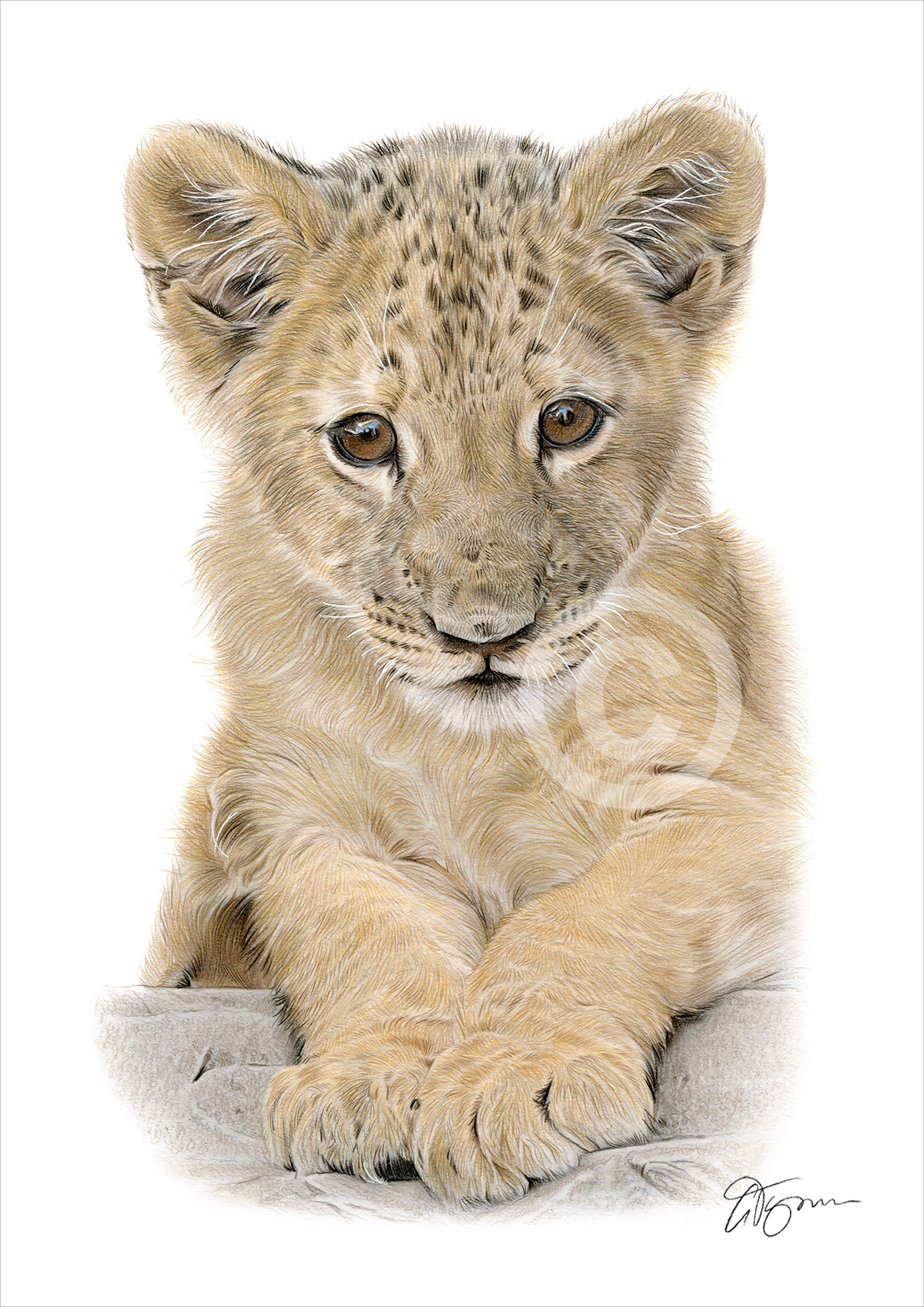 Pencil drawing of a lion cub in portrait by artist Gary Tymon