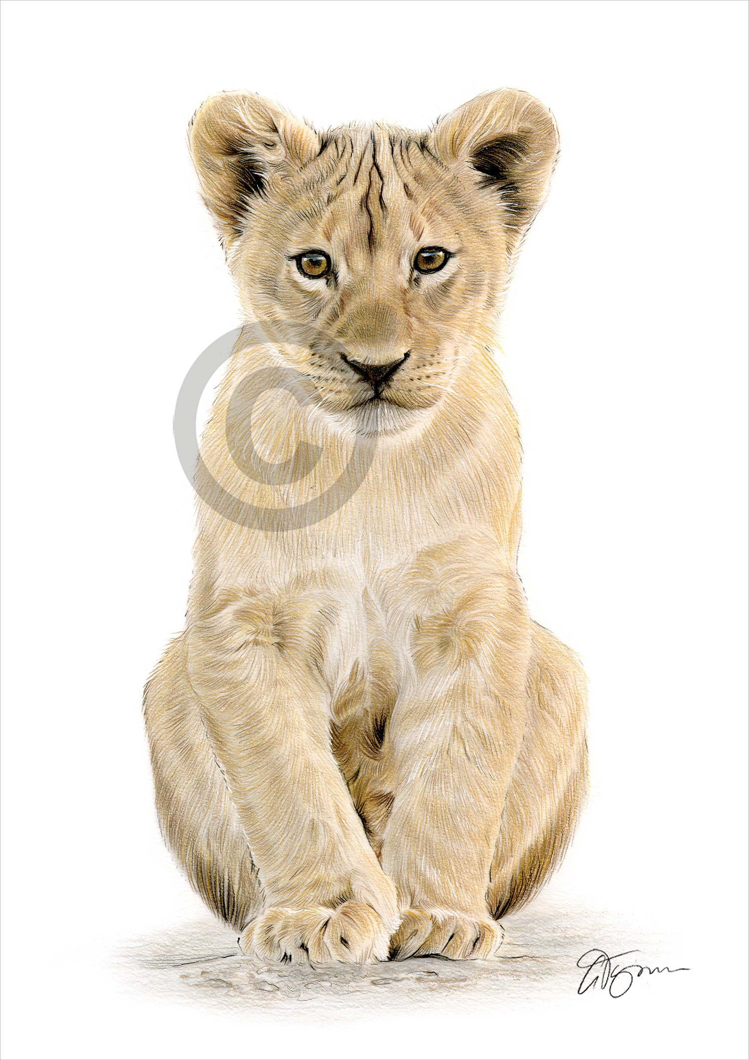 Pencil drawing of a young lion cub by artist Gary Tymon