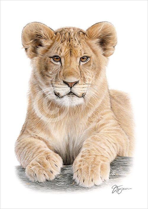 Pencil drawing of a young Lion Cub in colour