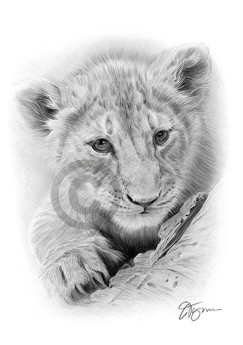 Pencil drawing of a Lion Cub