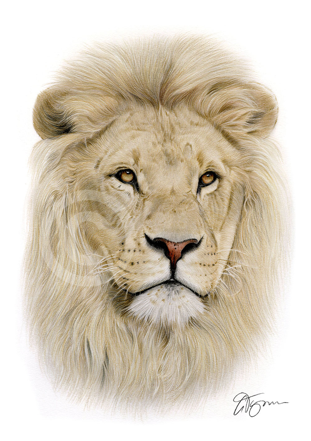 Pencil drawing of a lion in colour by artist Gary Tymon