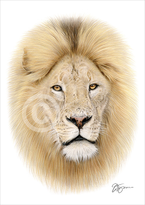 Pencil drawing of a Lion portrait in colour