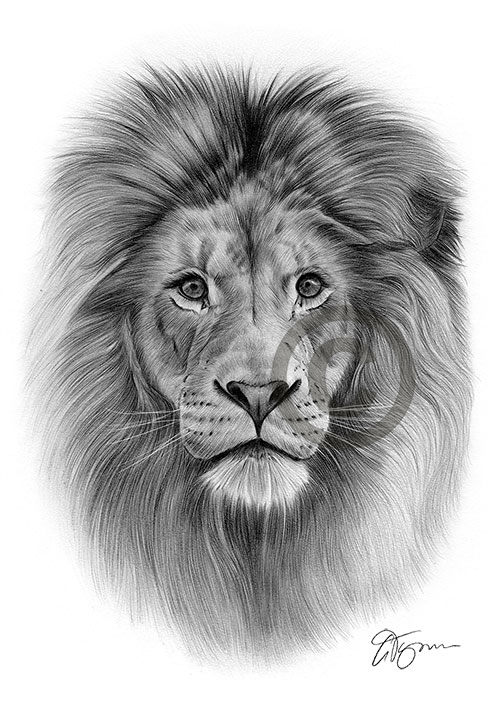 Pencil drawing of an adult Lion
