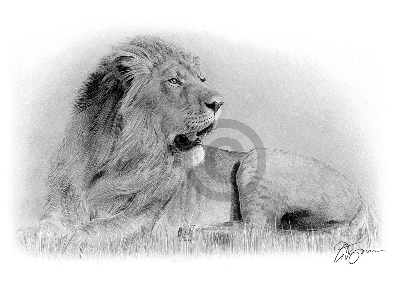 Pencil drawing of a lion in landscape by artist Gary Tymon