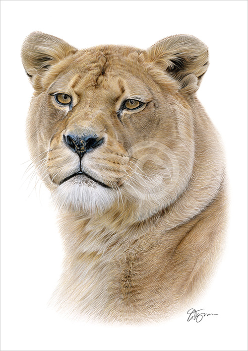 Pencil drawing of a Lioness portrait in colour