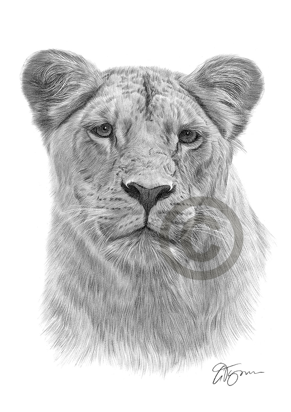 Pencil drawing of a young lioness by artist Gary Tymon