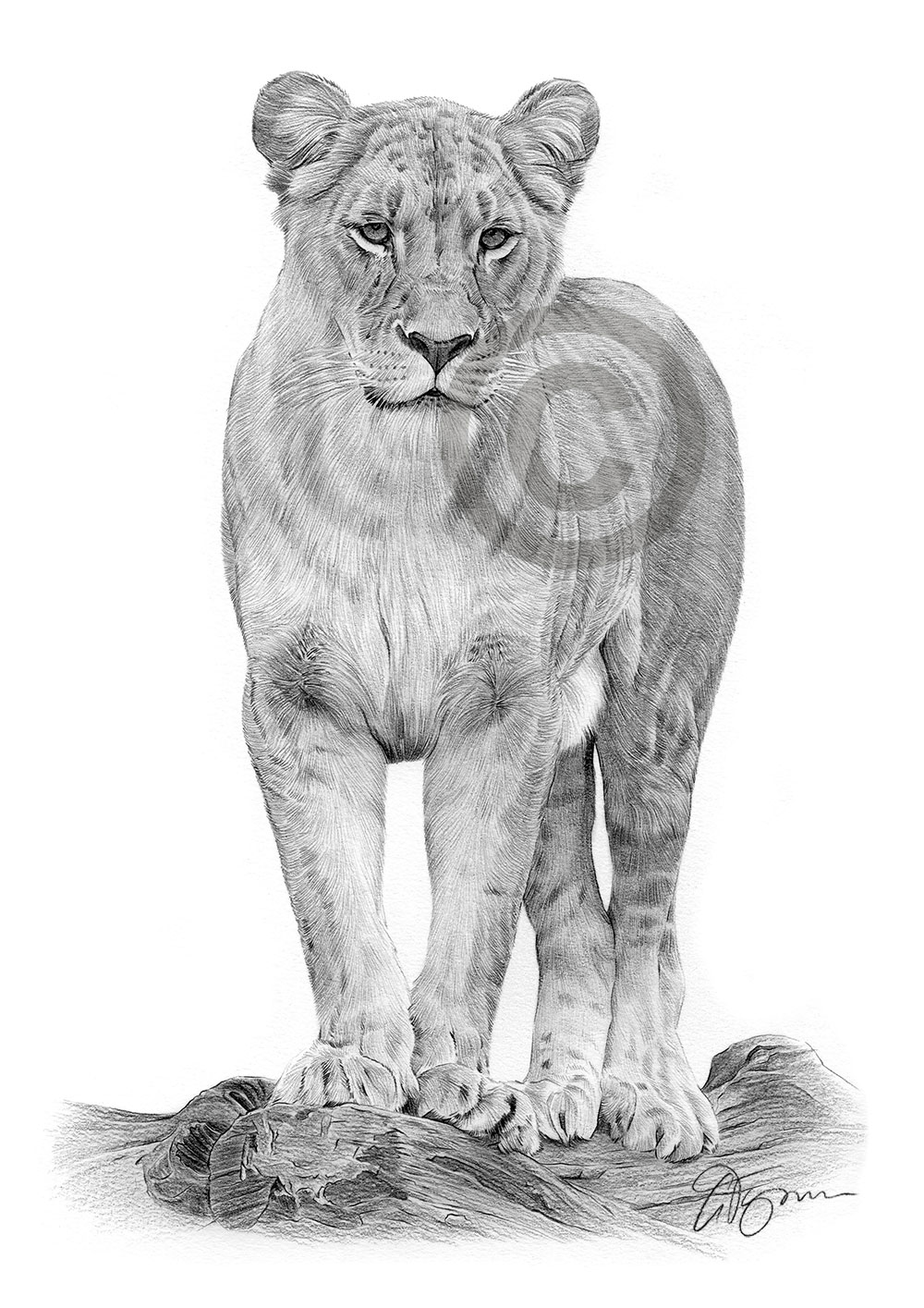Pencil drawing of a lioness by artist Gary Tymon