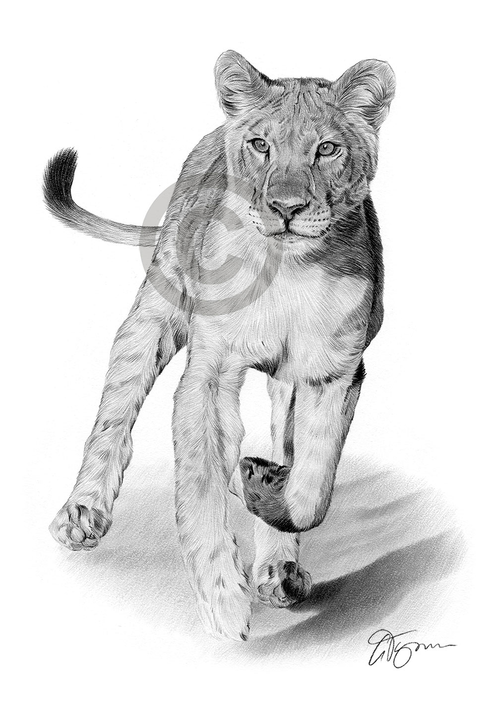 Pencil drawing of a lioness running by artist Gary Tymon