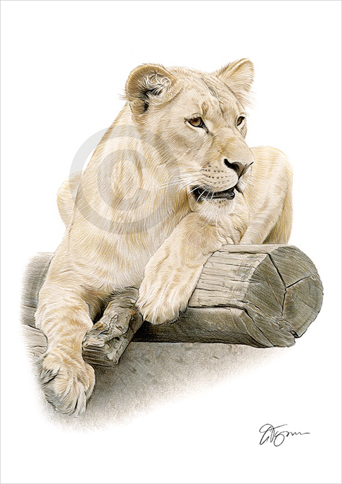 Pencil drawing of a Lioness resting in colour