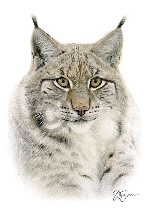 Pencil drawing of a Lynx in colour