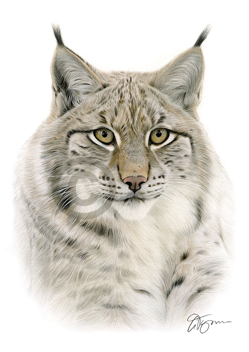 Pencil drawing of a lynx in colour by artist Gary Tymon