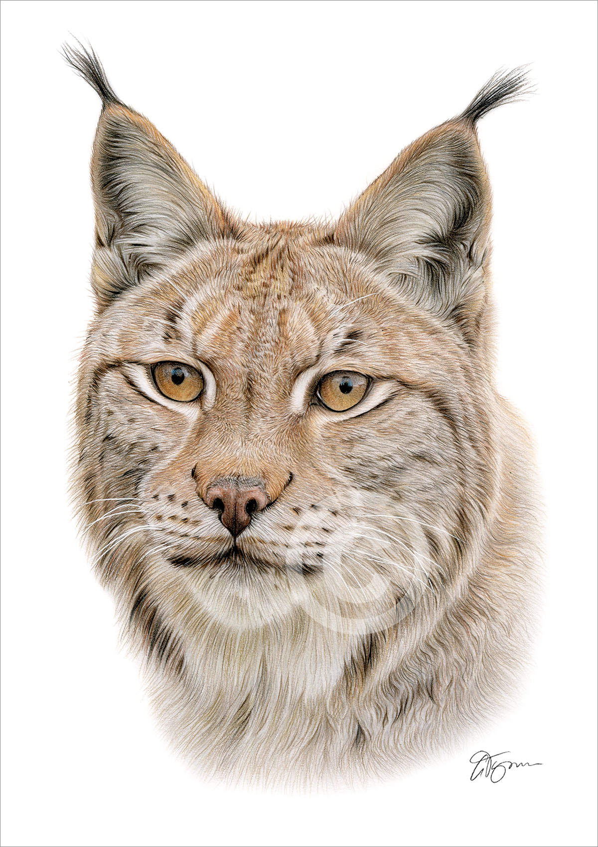 Pencil drawing of an adult lynx in colour by artist Gary Tymon