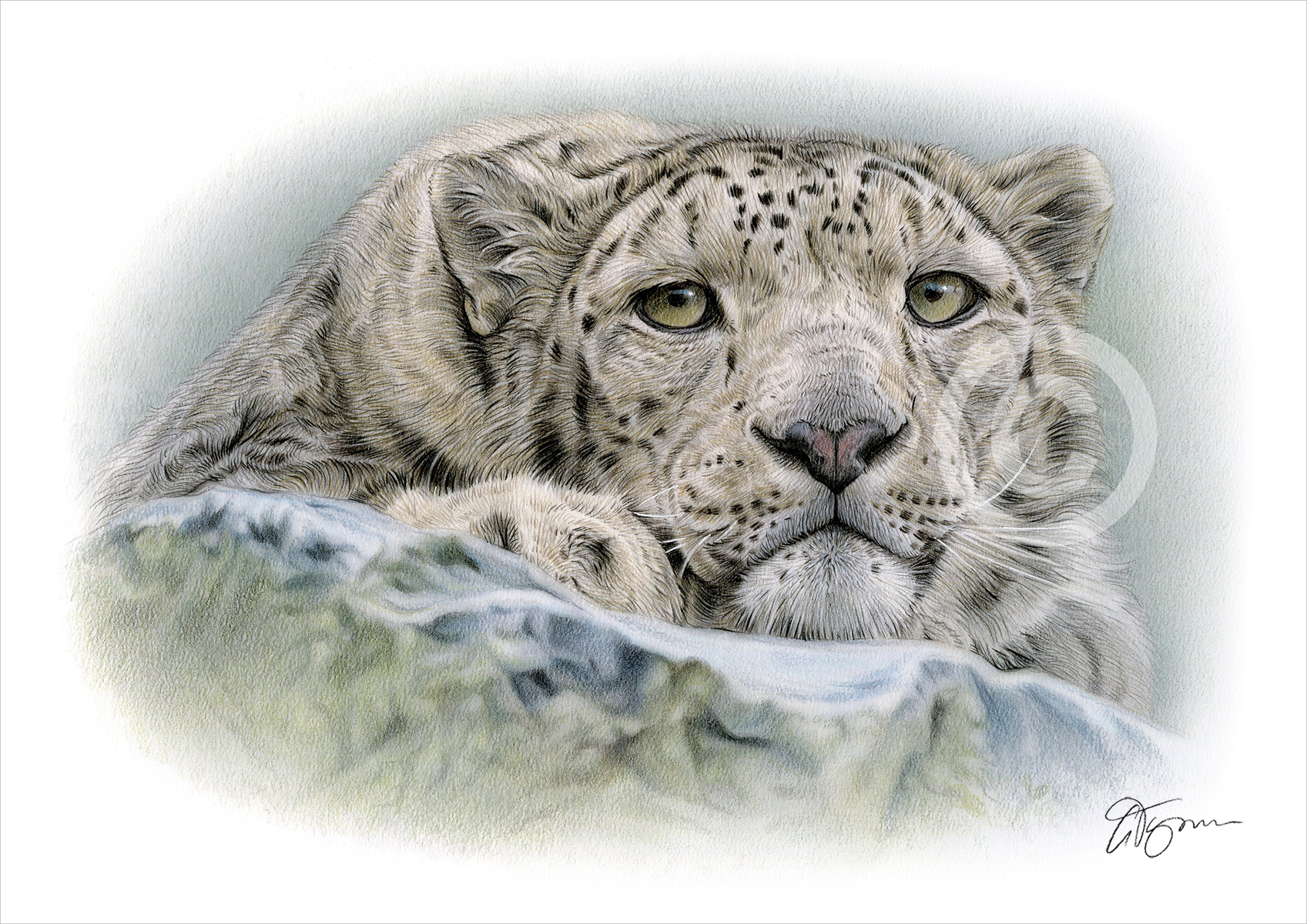 Pencil drawing of a snow leopard in colour by artist Gary Tymon