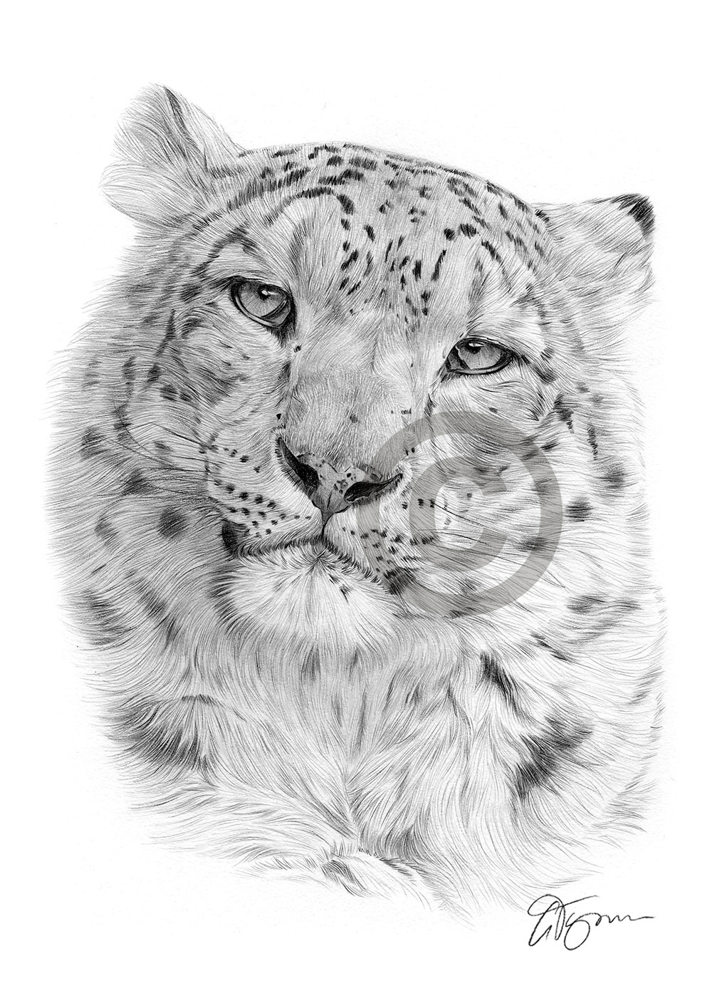 Pencil drawing of a snow leopard in portrait by artist Gary Tymon