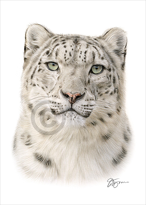 Colour pencil drawing of a Snow Leopard