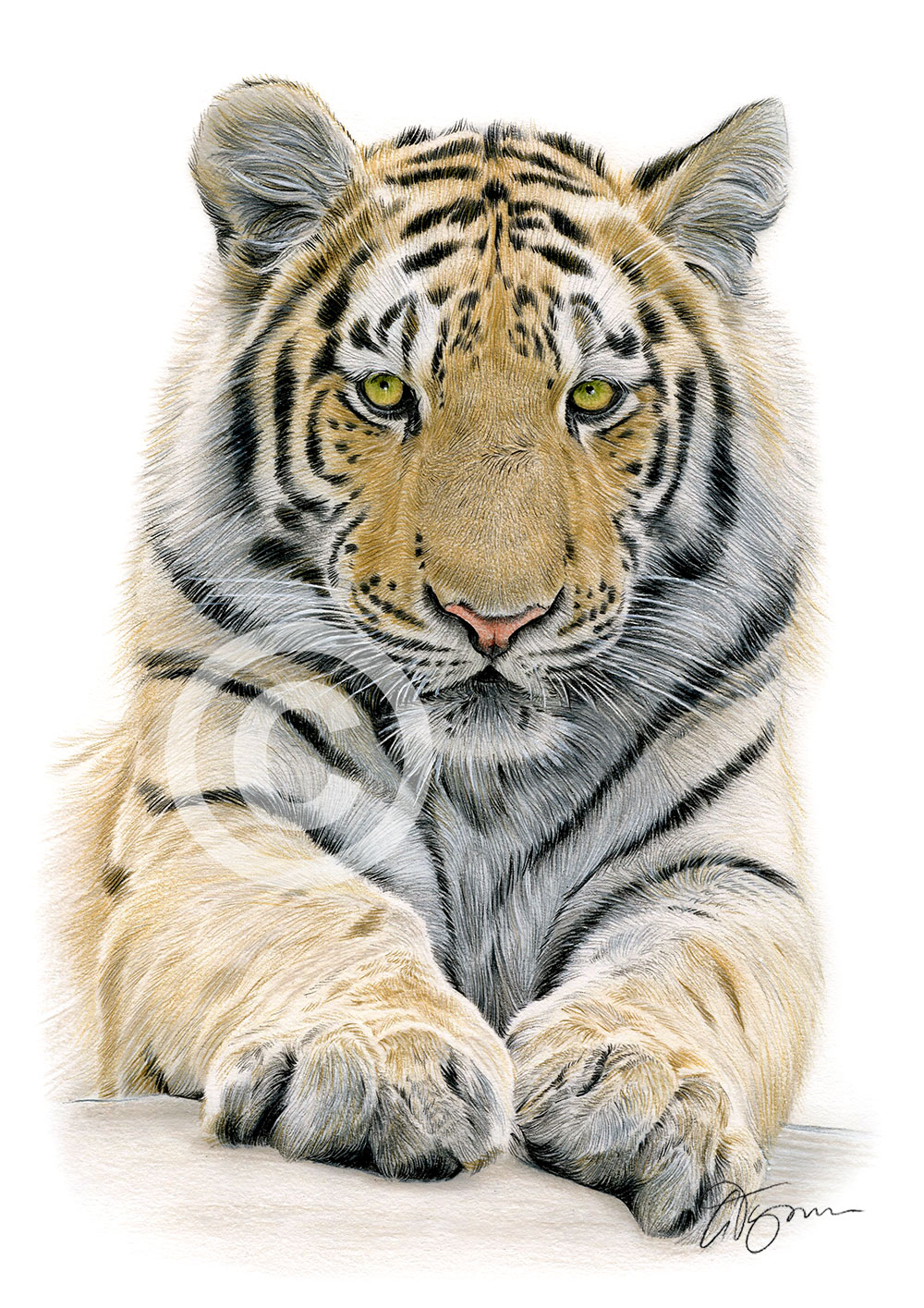 Pencil drawing of a Bengal tiger in colour by artist Gary Tymon