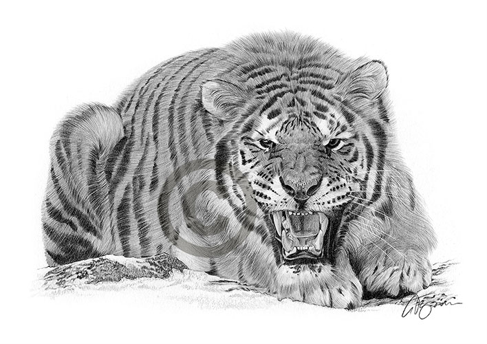 Pencil drawing of a Sumatran tiger in landscape
