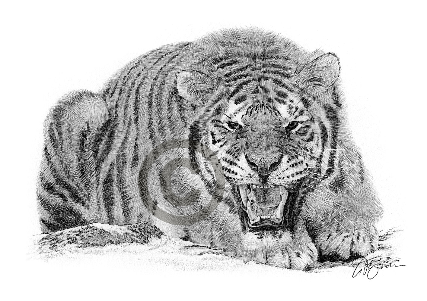 Pencil drawing of a Sumatran tiger in landscape by artist Gary Tymon