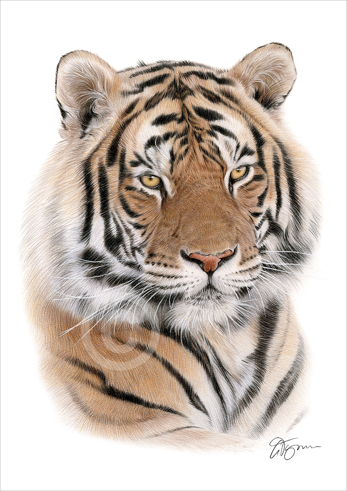 Pencil drawing of an adult Bengal tiger in colour by artist Gary Tymon