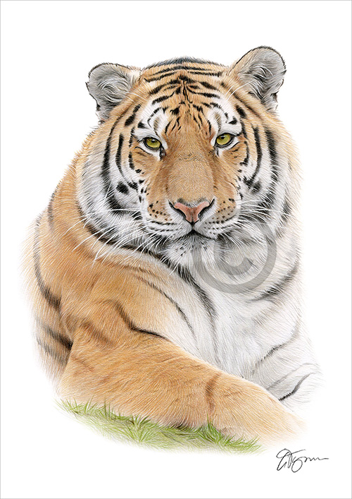Pencil portrait drawing of a Bengal tiger in colour