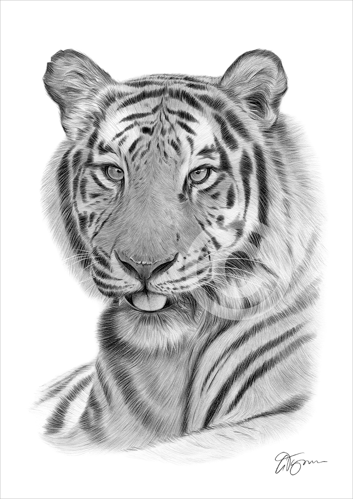 Pencil drawing of a Bengal tiger in portrait by artist Gary Tymon
