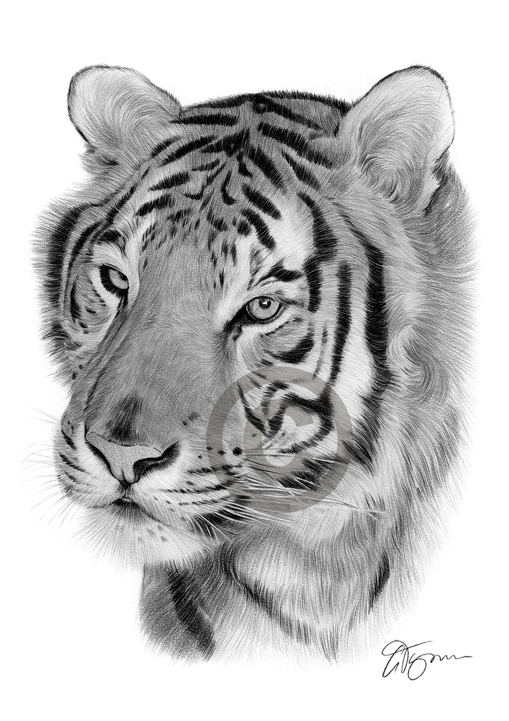 Pencil drawing of an adult Bengal tiger by artist Gary Tymon