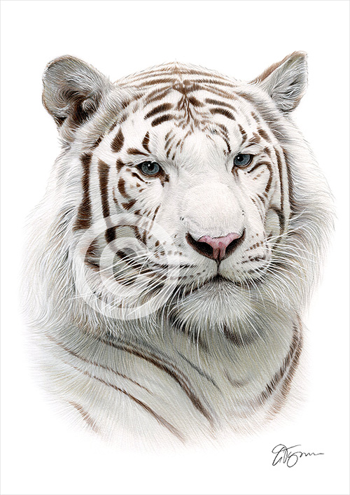 Pencil drawing of a white tiger in colour