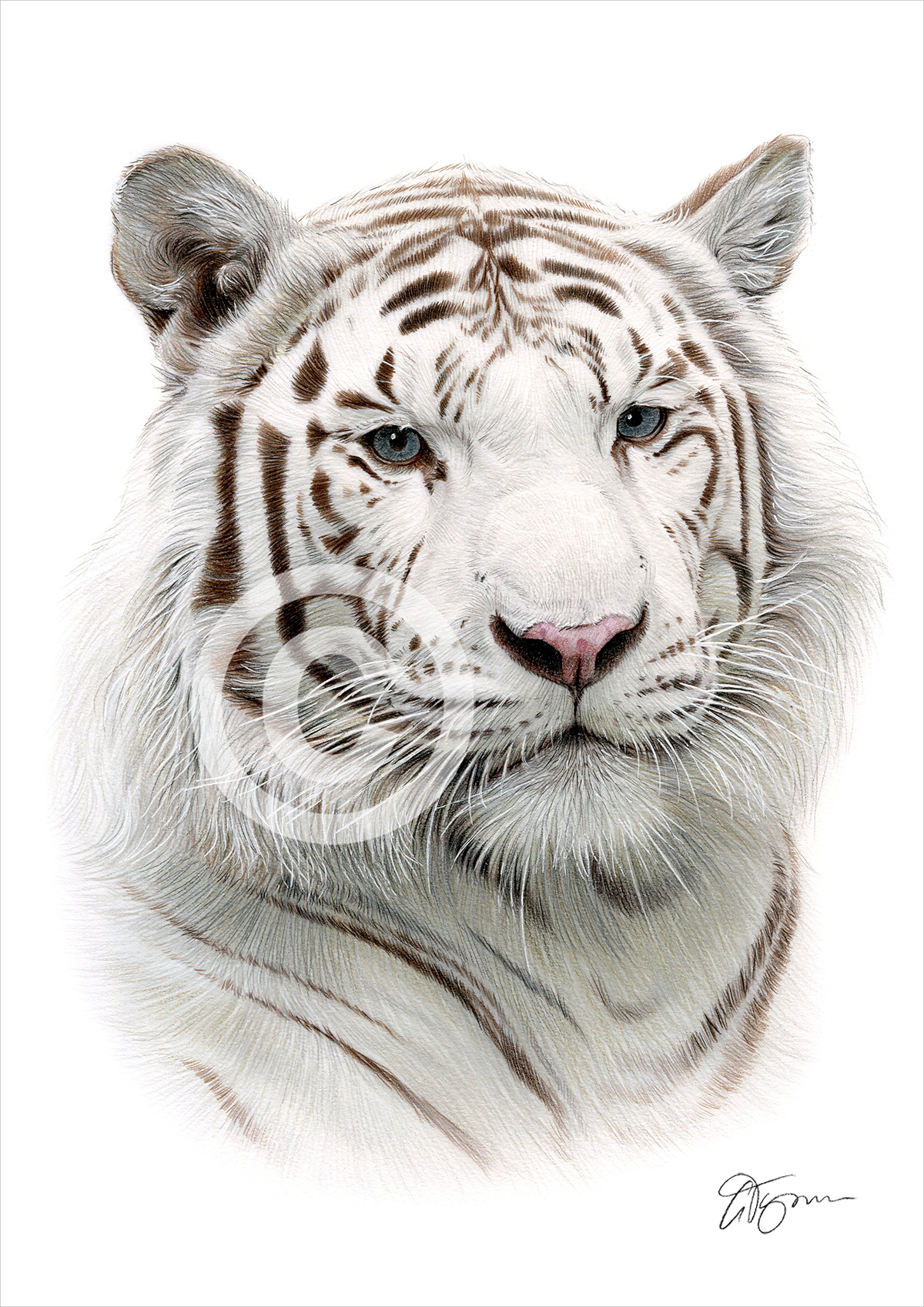 Pencil drawing of a white Bengal tiger in colour by artist Gary Tymon
