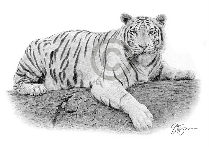 Pencil drawing of a white tiger in landscape