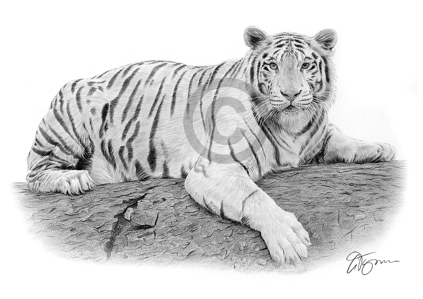 Pencil drawing of an adult white Bengal tiger Pencil drawing of an adult white Bengal tiger by artist Gary Tymon