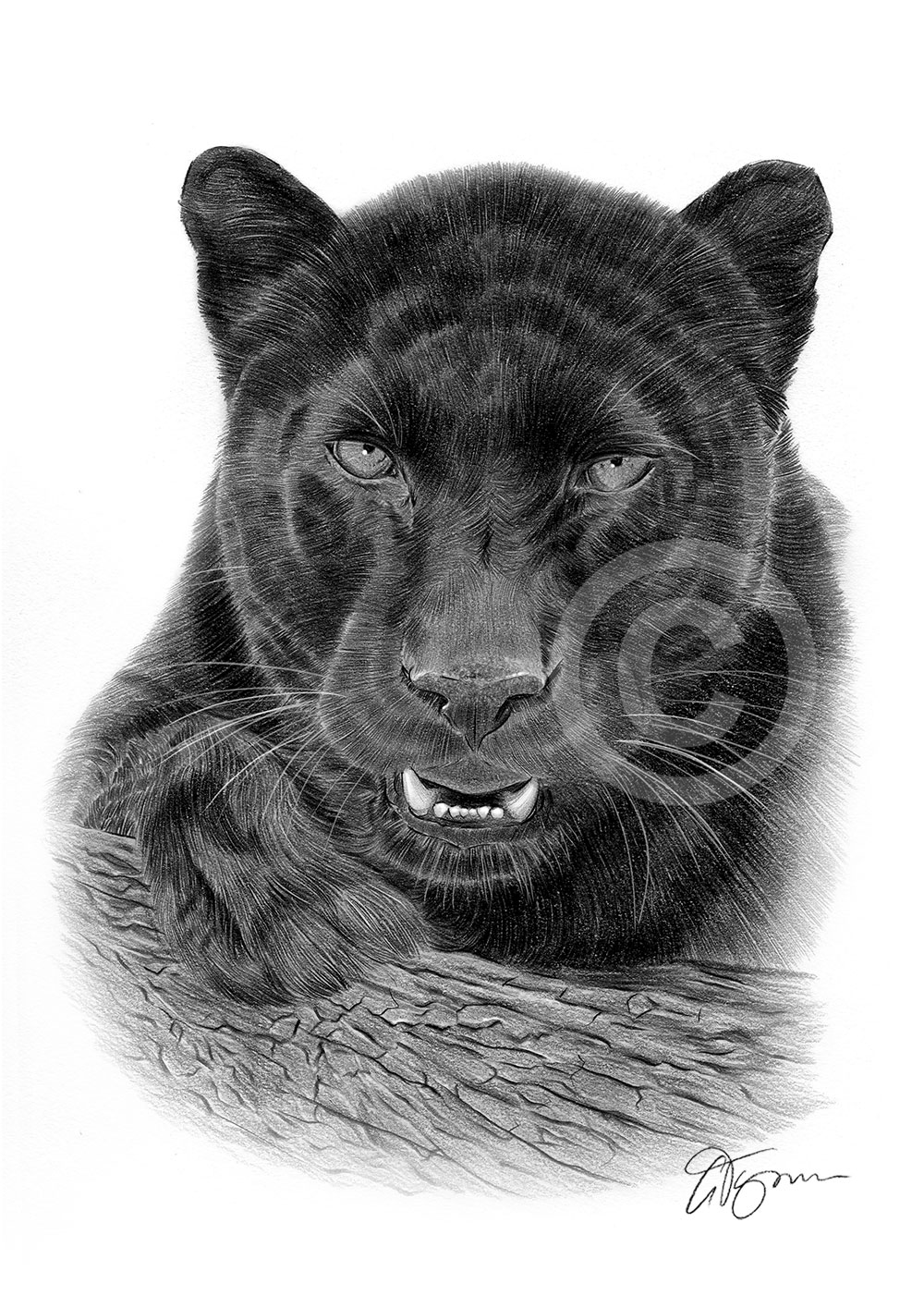 Pencil drawing of an adult black panther by UK artist Gary Tymon