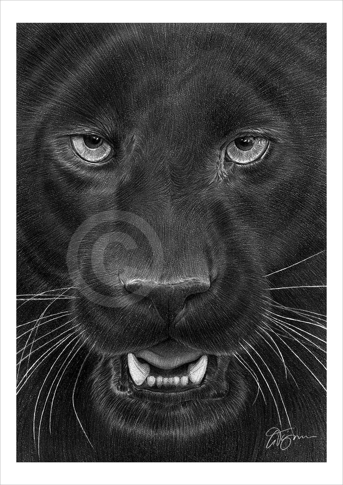 Pencil drawing portrait of a black panther by UK artist Gary Tymon