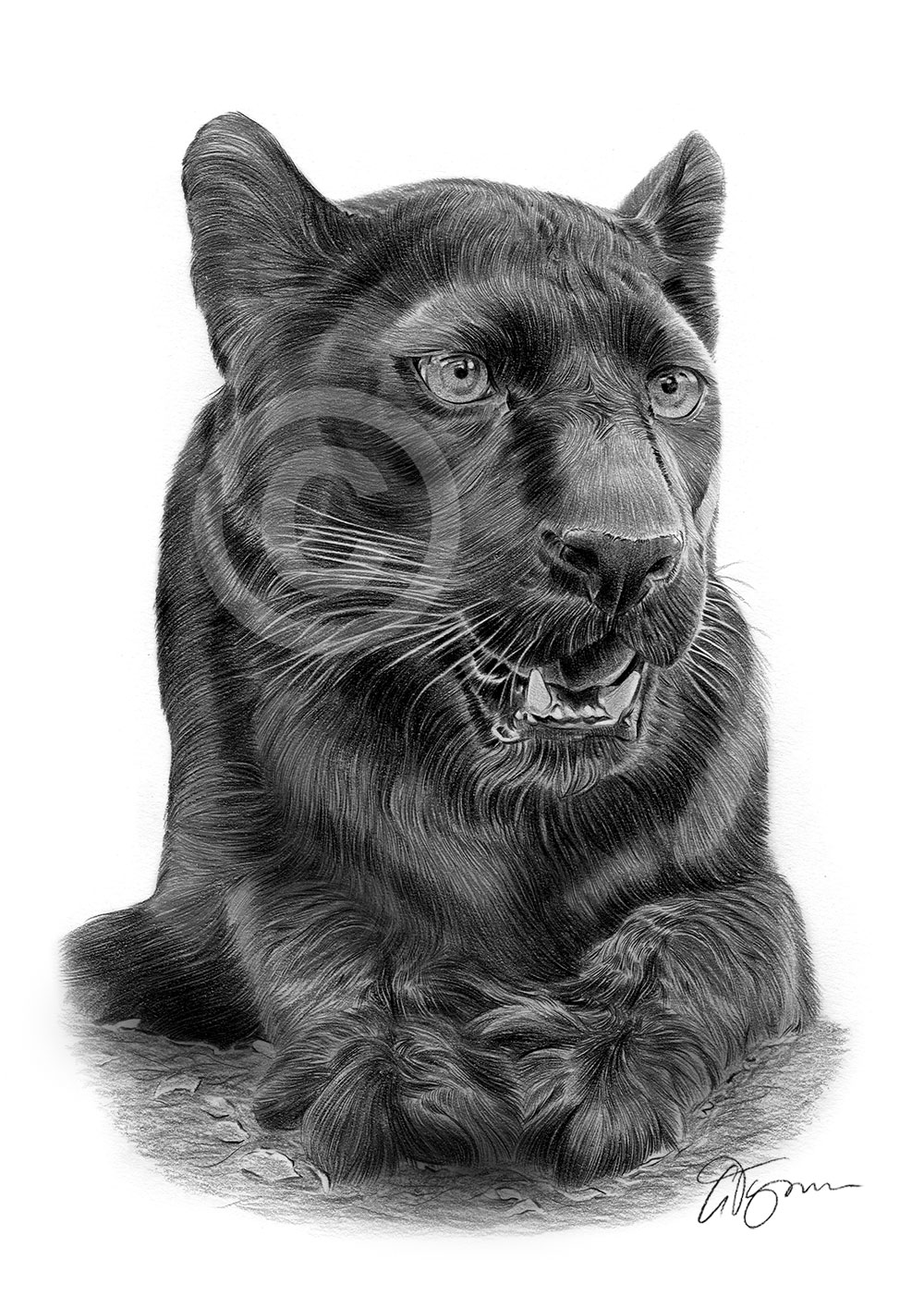 Pencil drawing of a young black panther by UK artist Gary Tymon