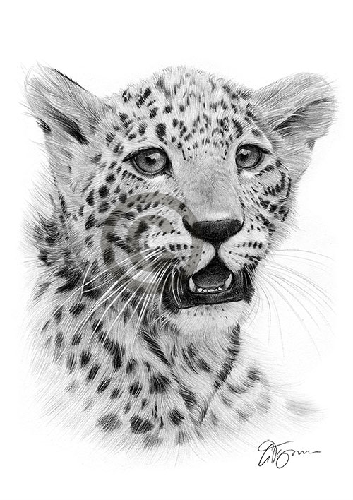 Pencil drawing of a cheetah cub
