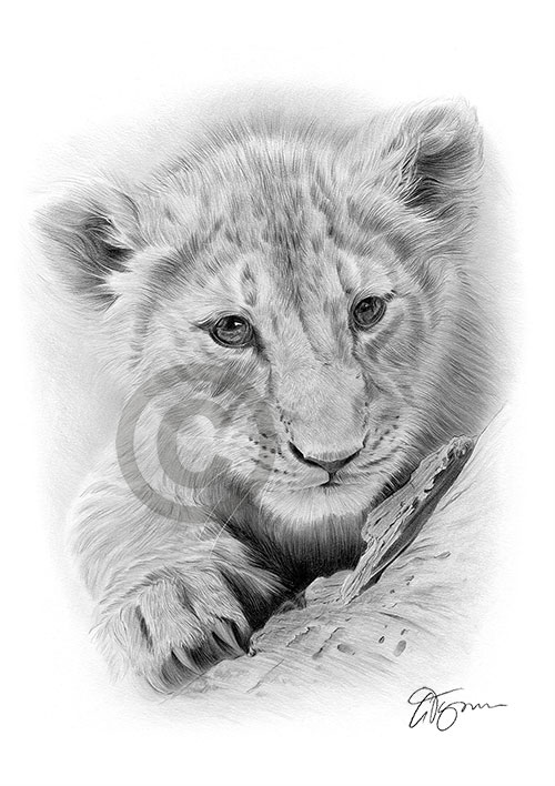 Pencil drawing of a lion cub