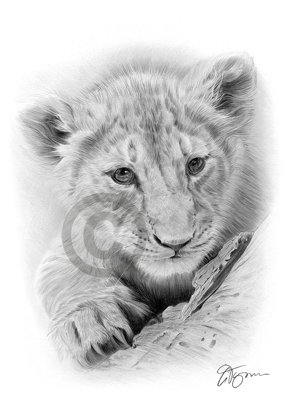 Pencil drawing of a lion cub by UK artist Gary Tymon