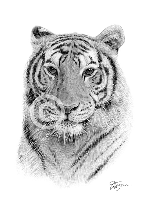 Pencil drawing of a Bengal tiger