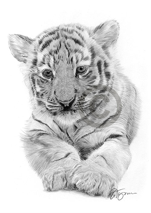 Pencil portrait of a Bengal tiger cub