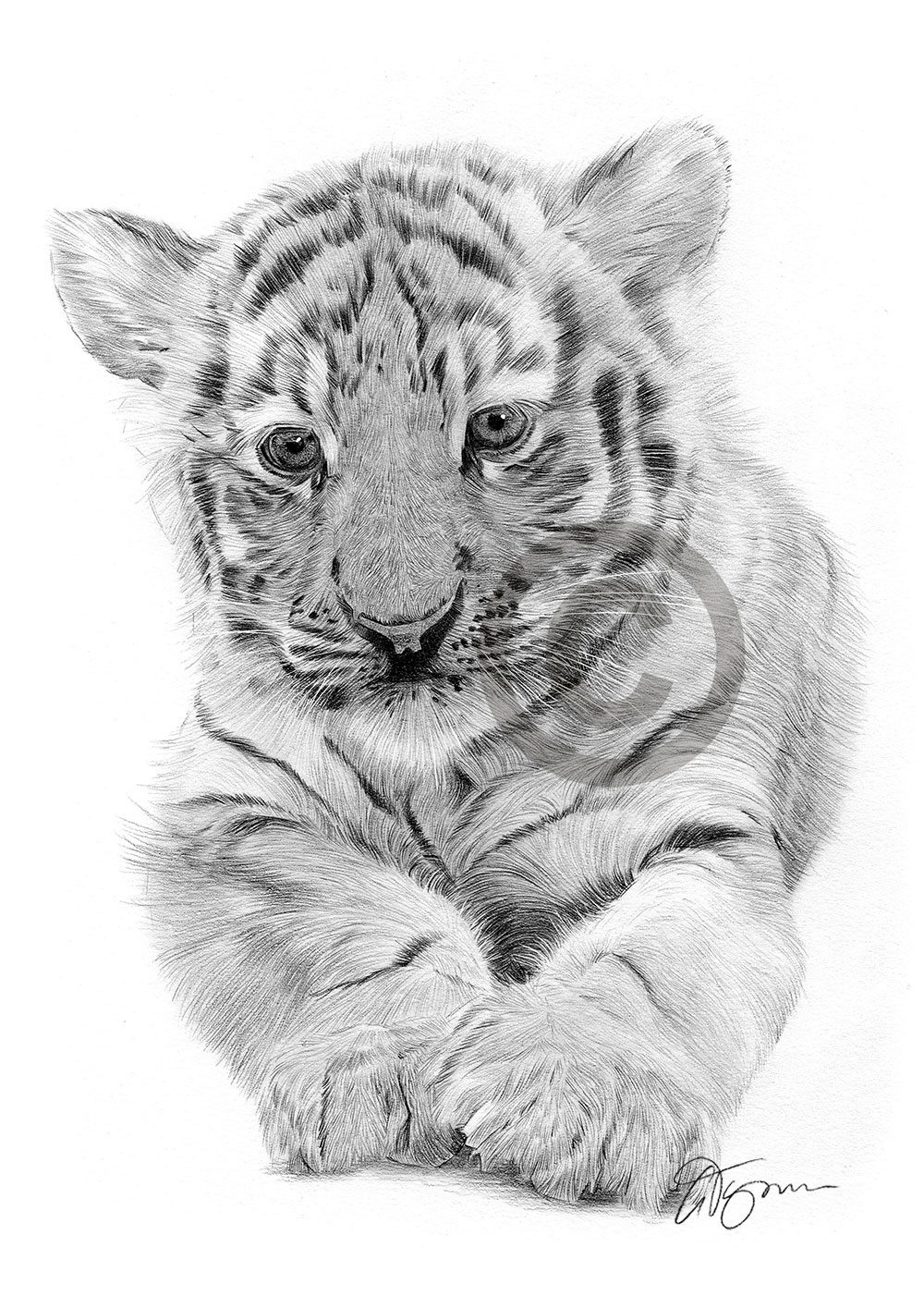 Pencil drawing of a Bengal tiger cub by artist Gary Tymon
