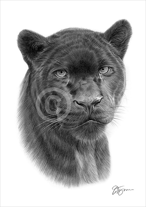Pencil drawing of a black panther